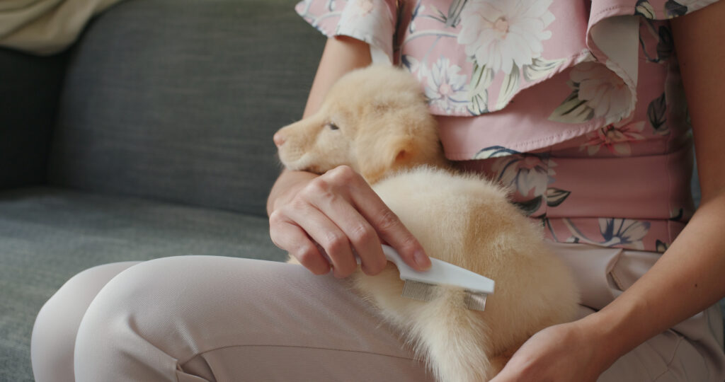 Safe cleaning tips for pet hair for dogs and cats