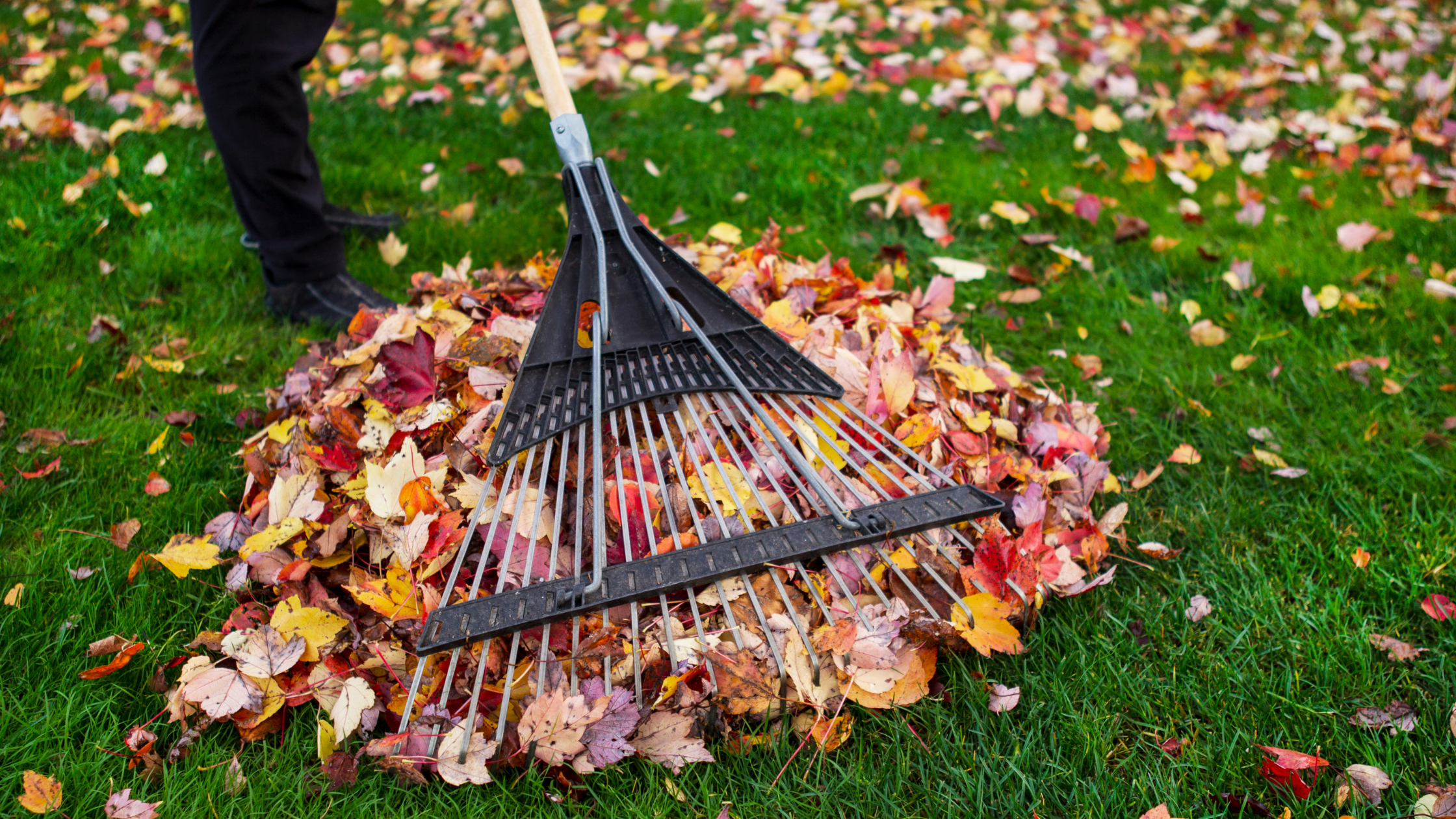 Fall