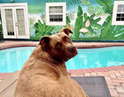 Harv