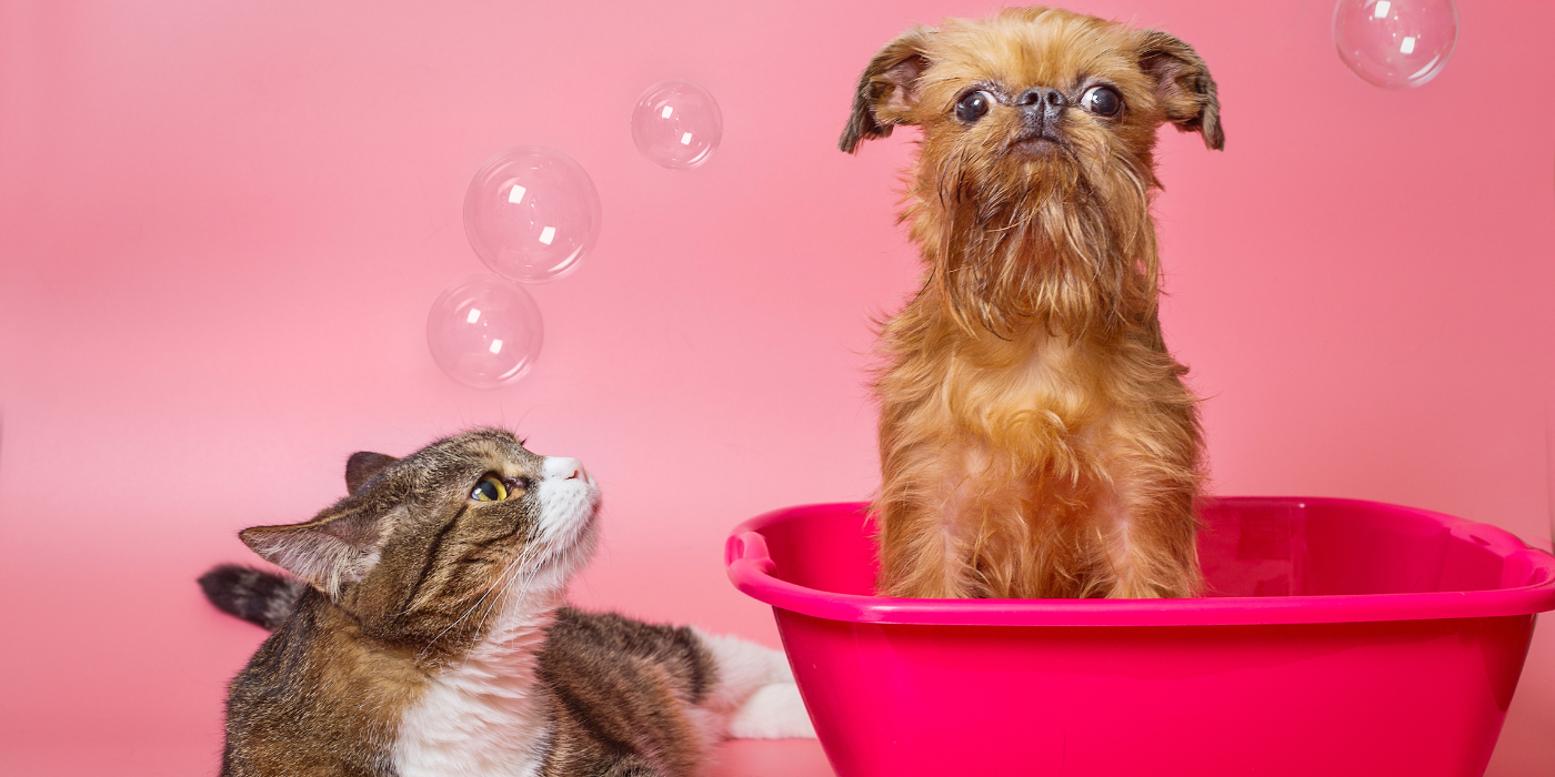 Discover effective pet-friendly house cleaning tips to keep your home fur-free and fresh. From managing pet hair to eliminating odors, Joy Of Cleaning offers practical solutions for a clean and happy home environment.