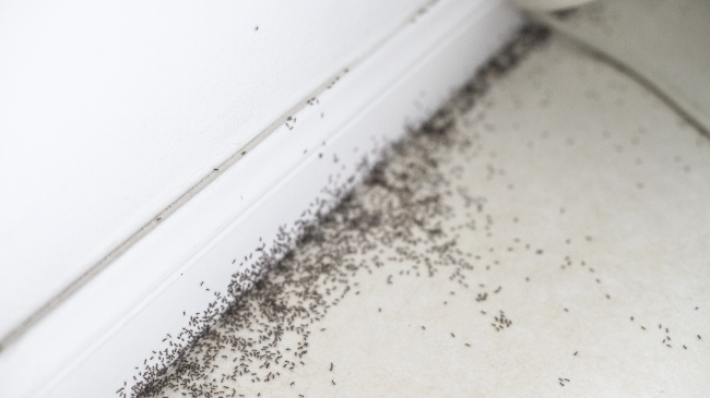 Consequences of Not Keeping Your Apartment Clean