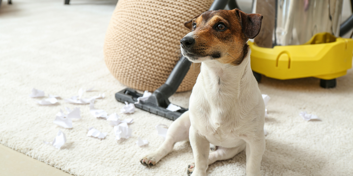 How to Keep Your Tampa Home Clean with Pets