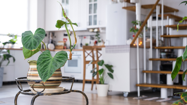The Importance of Regular House Cleaning for a Healthy Home