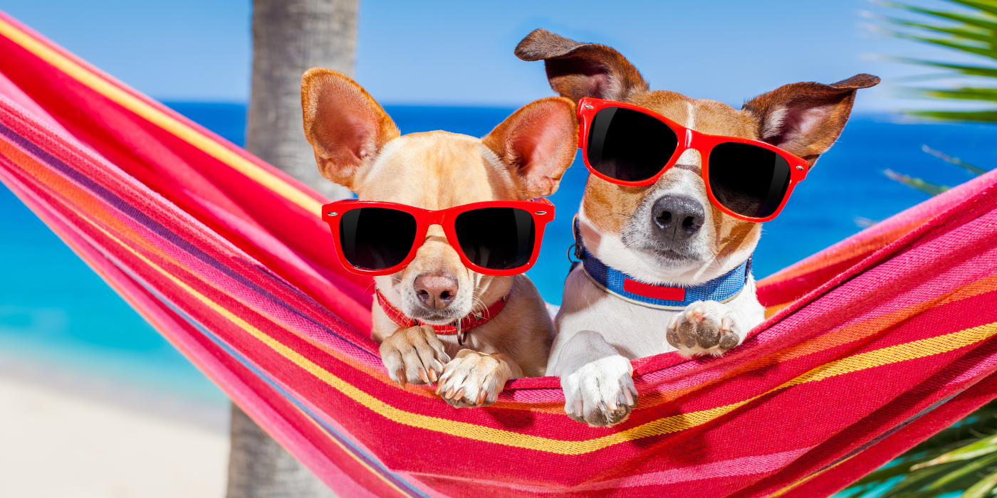 Pet-Friendly Summer Cleaning Tips for St. Pete & Tampa Homes