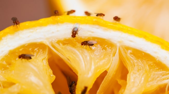 How to Get Rid of Summer Fruit Flies in Your Kitchen