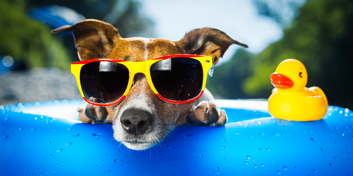 10 Smart Ways to Keep Your Pets Safe